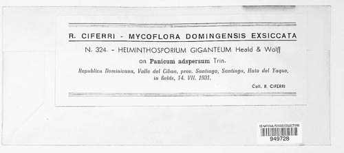 Bipolaris gigantea image